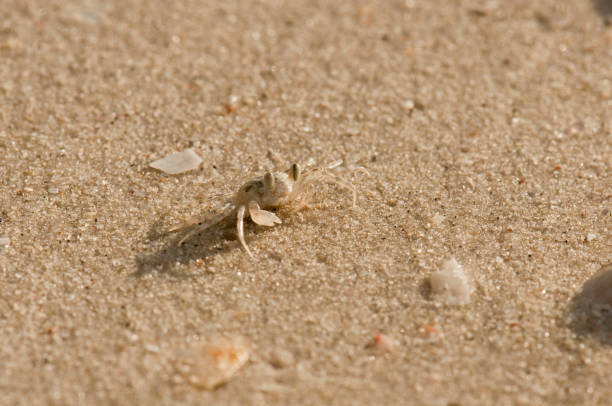 Small crab on the beach at Langkawi, Malaysia stock photo