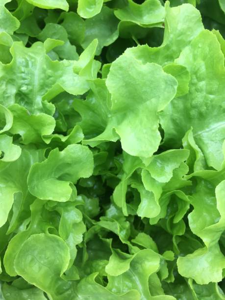 istock Green oak in the garden 1208916328