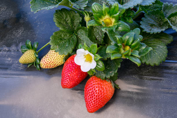 nahaufnahme von reifen erdbeeren auf der rebe - strawberry vine stock-fotos und bilder