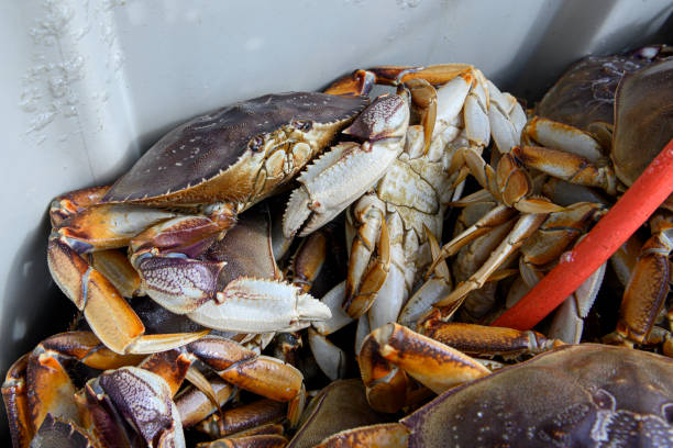 istock Live Dungeness Crabs in Shipping Container 1208920649