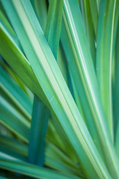 istock Closeup of green leaf in garden. 1208920823