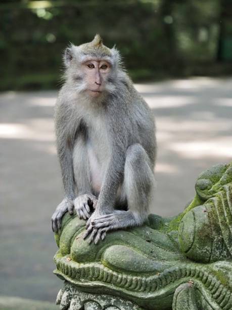 istock Macaque Monkey Sitting on an Old Mossy Balinese Statue 1208923457