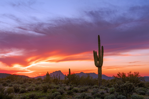 Sonoran desert landscape with Saguaro cactus at sunset in Phoenix, Arizona.