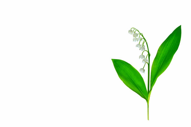 istock Lily of the valley flower 1208926001