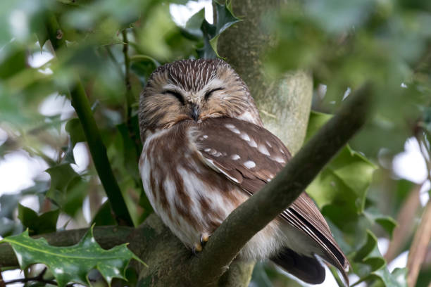 istock northern saw whet owl 1208926007