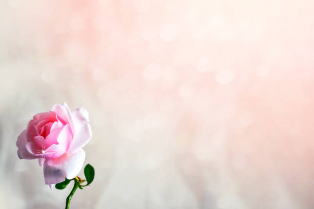 istock Bright colorful rose flowers. 1208926037
