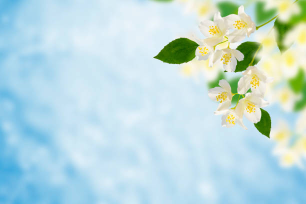 White jasmine. The branch delicate spring flowers. nature