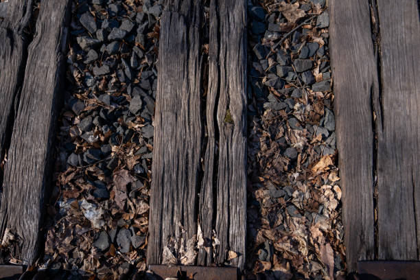 나무를 클로즈업한 버려진 기차 선로 - railroad spikes 뉴스 사진 이미지