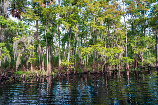 August on the St Johns River - the longet north flowing river in Florida - can be hot and humid but the views of nature (particularly the old cypress trees lining much of the shoreline) - and wildlife of all kinds are almost unsurpassed. agosto en el río st johns - el río más largo al norte que fluye en florida - puede ser caliente y húmedo, pero las vistas de la naturaleza (particularmente los viejos cipreses que bordean gran parte de la costa) - y la vida silvestre de todo tipo son c
