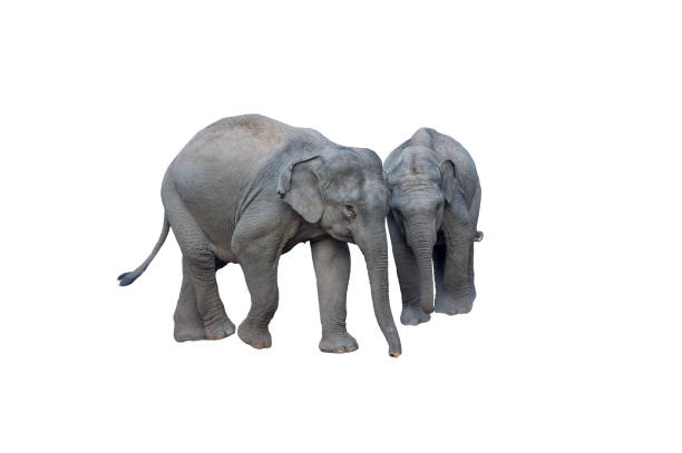 istock Young Asian Elephant isolated on white background 1208929610