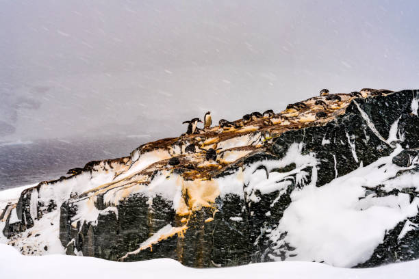 istock Snowing Gentoo Penguins Rookery Mikkelsen Harbor Antarctica 1208930129
