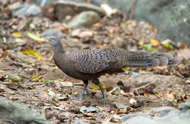 森林を歩き回るマラヤピーコック・キジの雄 - pheasant hunter ストックフォトと画像