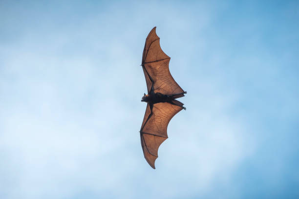 Flying bat on blue sky background Flying bat on blue sky background fruit bat photos stock pictures, royalty-free photos & images