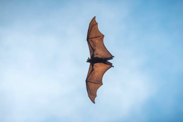 flying bat on blue sky background - bat animal flying mammal imagens e fotografias de stock