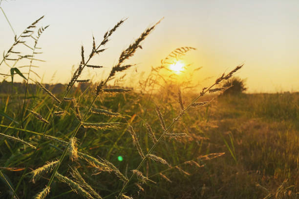 istock Close-up grass spikelet on the field 1208934798