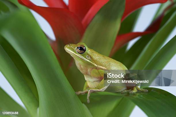 Foto de Hyla Litoria Infrafrenata e mais fotos de stock de Anfíbio - Anfíbio, Animal, Cor Preta