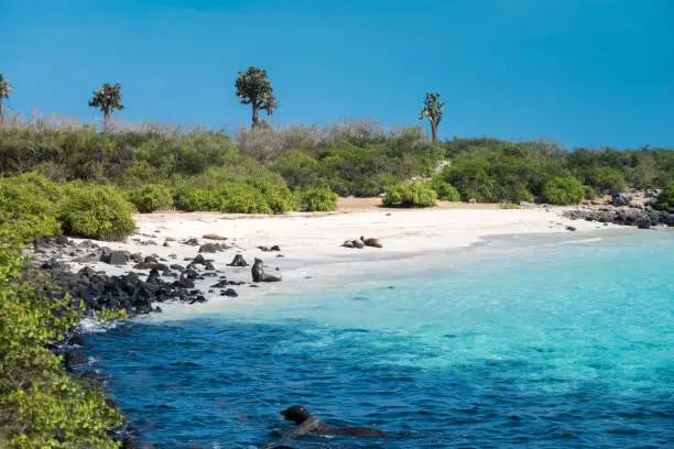 Photo of Primeval coastal landscapes on Santa Fe Island, with sea lions, marine iguanas and boobies, Galapagos Islands, Ecuador