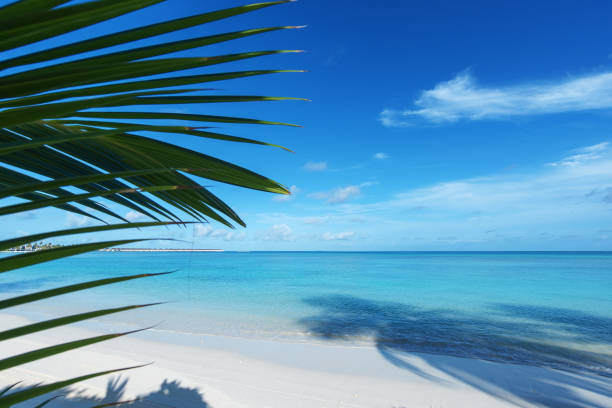 istock Exotic beach with palm leaves and turquoise sea copy space scene 1208937343