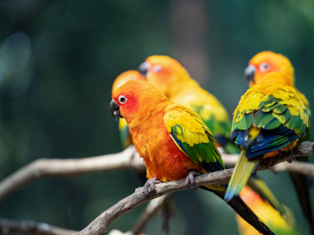 istock Close up Sun Conure Parrot Perched on Branch Isolated on Background 1208938195