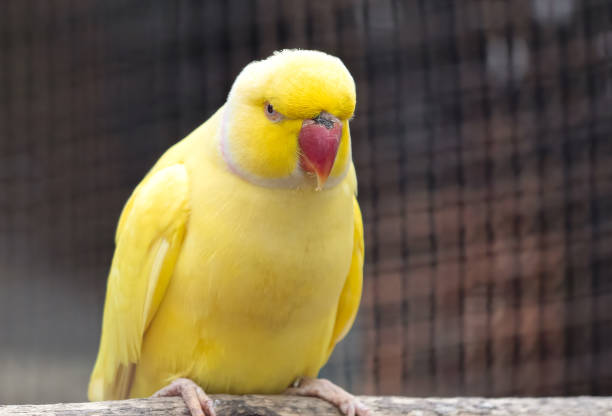 istock Close up Yellow Rose Ringed Parakeet Perched on Branch Isolated on Background 1208938198