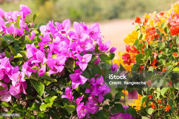 Colorful Floral Pink Yellow Orange Show Leaves Of Fresh Green Plants In  Spring Season For Outdoor