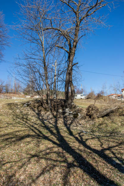 istock Broken, fallen trees branch after a storm in winter, outdoors, nature's concept 1208942180