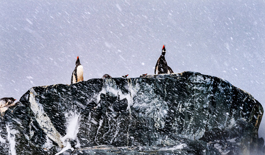 Snowing Gentoo Penguins Crying Rookery Nests Mikkelsen Harbor Antarctic Peninsula Antarctica.