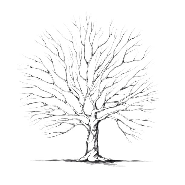 illustrations, cliparts, dessins animés et icônes de un arbre avec une grande cire d’arbre dans la couleur d’eau - arbre sans feuillage