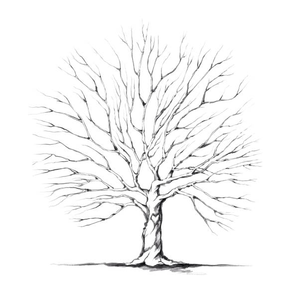 illustrazioni stock, clip art, cartoni animati e icone di tendenza di un albero con una grande cima di albero in colore acqua - albero spoglio