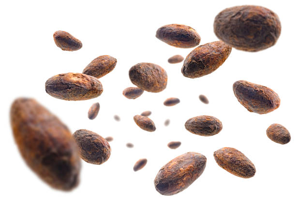 Cocoa beans levitate on a white background stock photo