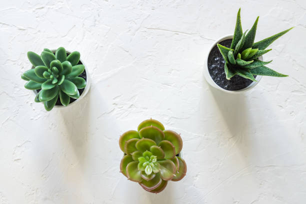 istock Top view of different small cacti in white pots on concrete background. interior decoration. Copy space 1208954839