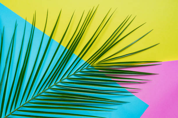 istock Tropical palm leaf with shadows on blue, pink and yellow background. Summer concept. 1208954848