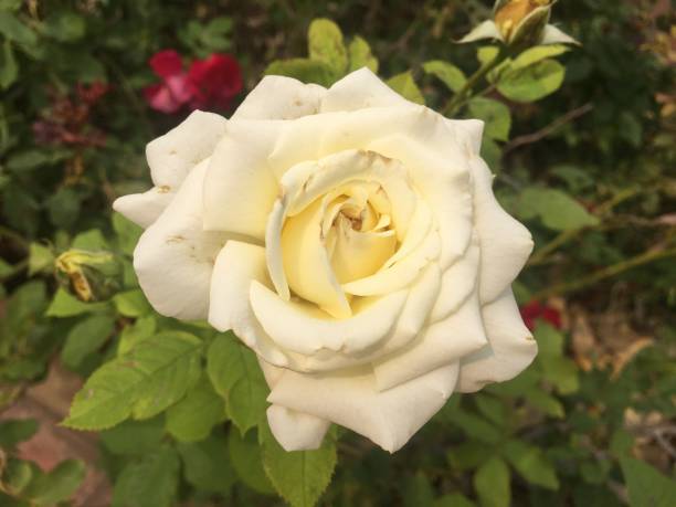 istock Rose blooms in the field 1208954955