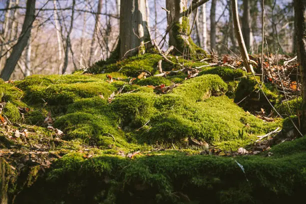 forest with green fresh moss on the ground in the sunlight