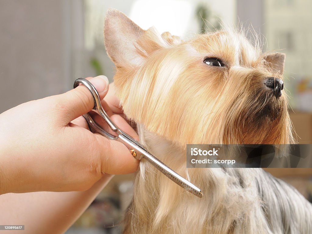 Grooming professional cutting yorkshire terrier after washing.Other images and concepts of this puppy in this lightboxe http://www.istockphoto.com/file_search.php?action=file&lightboxID=5404567 Pet Grooming Salon Stock Photo