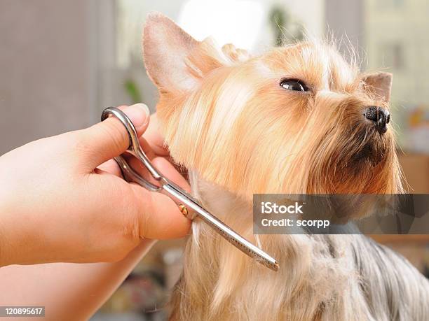 Grooming Stock Photo - Download Image Now - Pet Grooming Salon, Animal, Animal Body Part