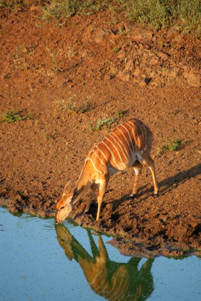 istock Nyala antelope drinking water in Hluhluwe wildlife reserve 1208958249