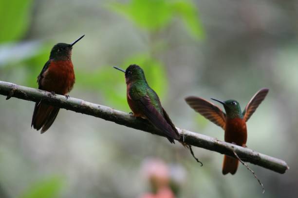 istock Three hummingbirds perched on a tree branch in the rainforest near Machu Picchu 1208958356