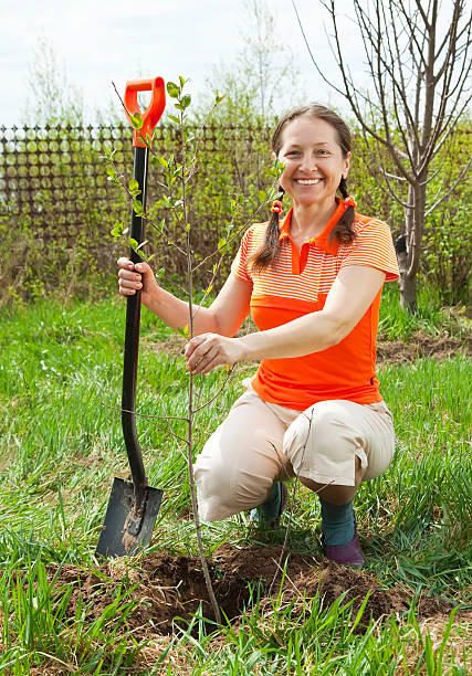 istock Happy   woman planting fruit tree 120896034