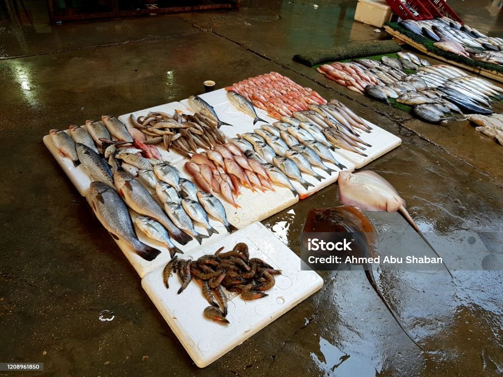 Seafood of Gaza A variety of fishes is presented to customer at Gaza fish market. Photo is taken while no one was shopping in the market. Fish Stock Photo