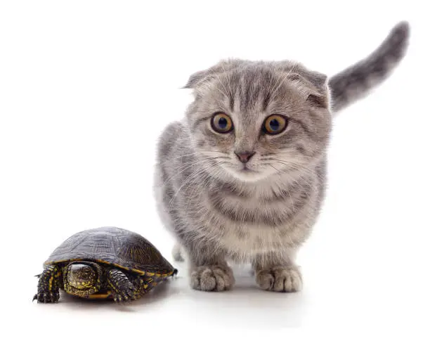 Photo of Kitten and turtle.