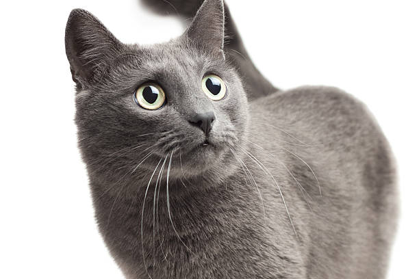 istock close-up of a grey cat over white background 120896217