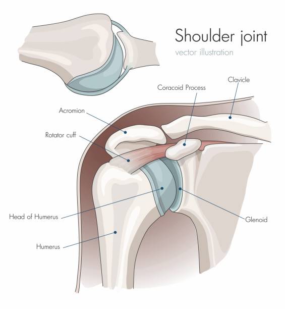 illustrations, cliparts, dessins animés et icônes de anatomie de l’articulation de l’épaule, étiquetée. - humerus