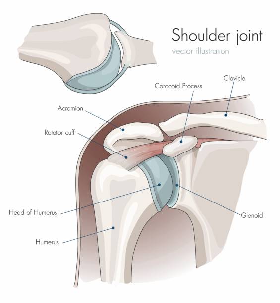 肩関節の解剖学、ラベル付け。 - 肩点のイラスト素材／クリップアート素材／マンガ素材／アイコン素材