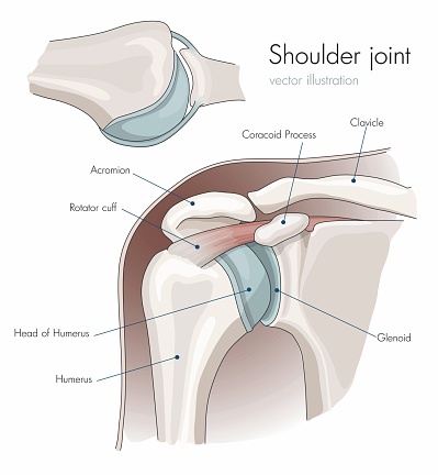 Anatomy of the shoulder joint, labeled. Vector Illustration