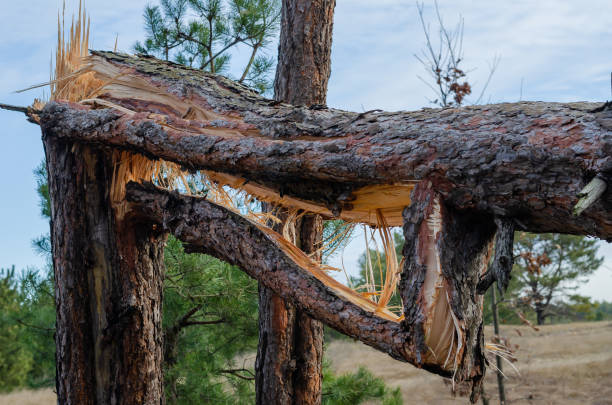 Storm damaged tree close-up.Please also see: