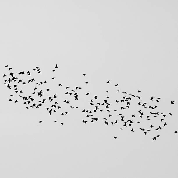istock Group of Birds Migration, Black and White Image 120896434