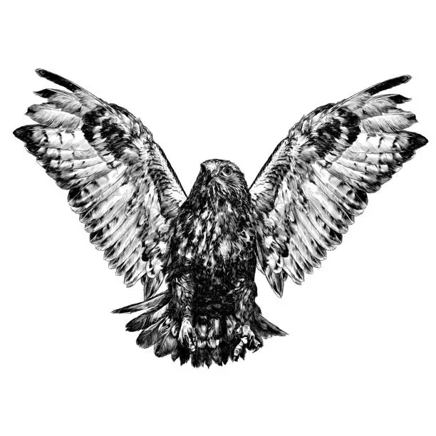 Vector illustration of hawk in flight with spread wings and clawed paws in front