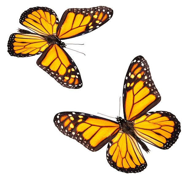 istock Monarch Butterflies Isolated on White 120896600