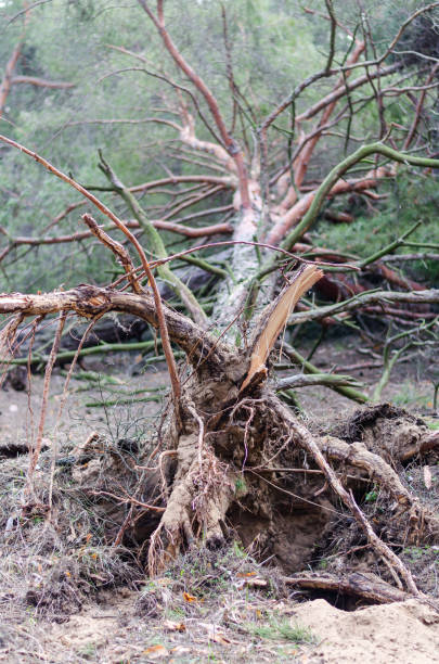 istock Large pine tree felled by a hurricane wind. 1208966544